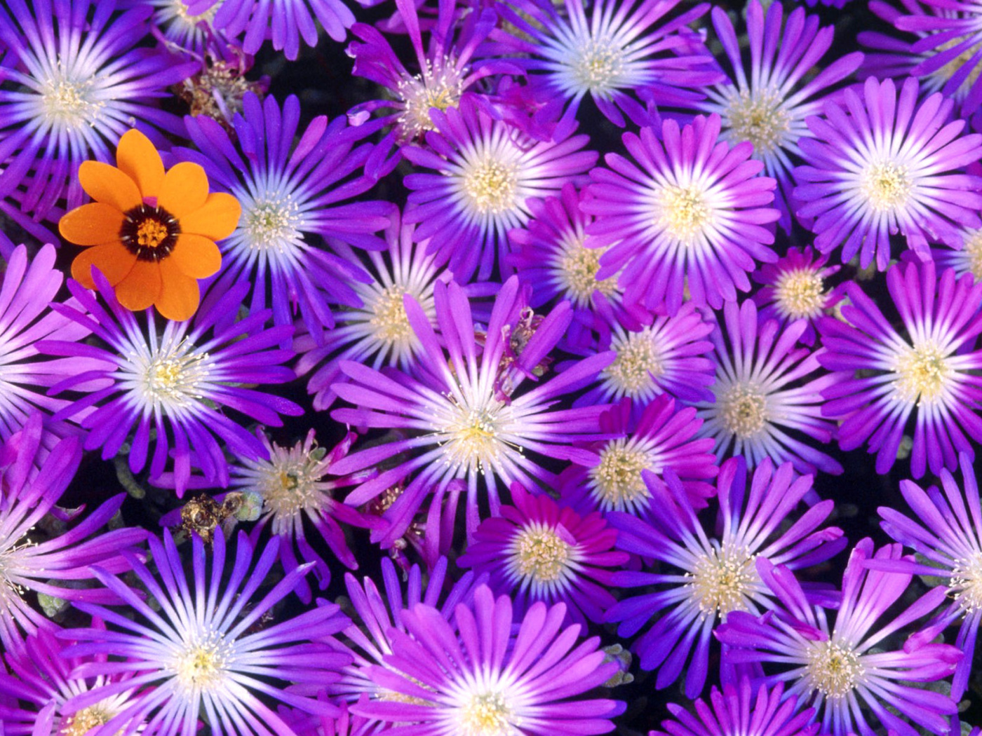 Das Purple Colour Flowers Wallpaper 1400x1050