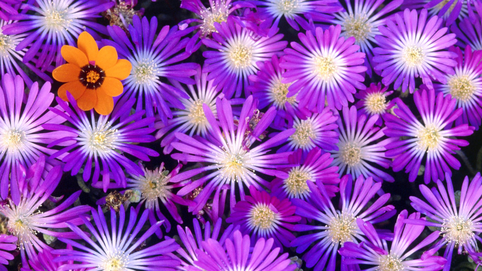 Fondo de pantalla Purple Colour Flowers 1600x900