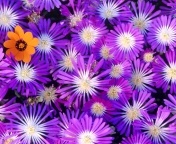 Purple Colour Flowers wallpaper 176x144