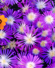 Purple Colour Flowers wallpaper 176x220