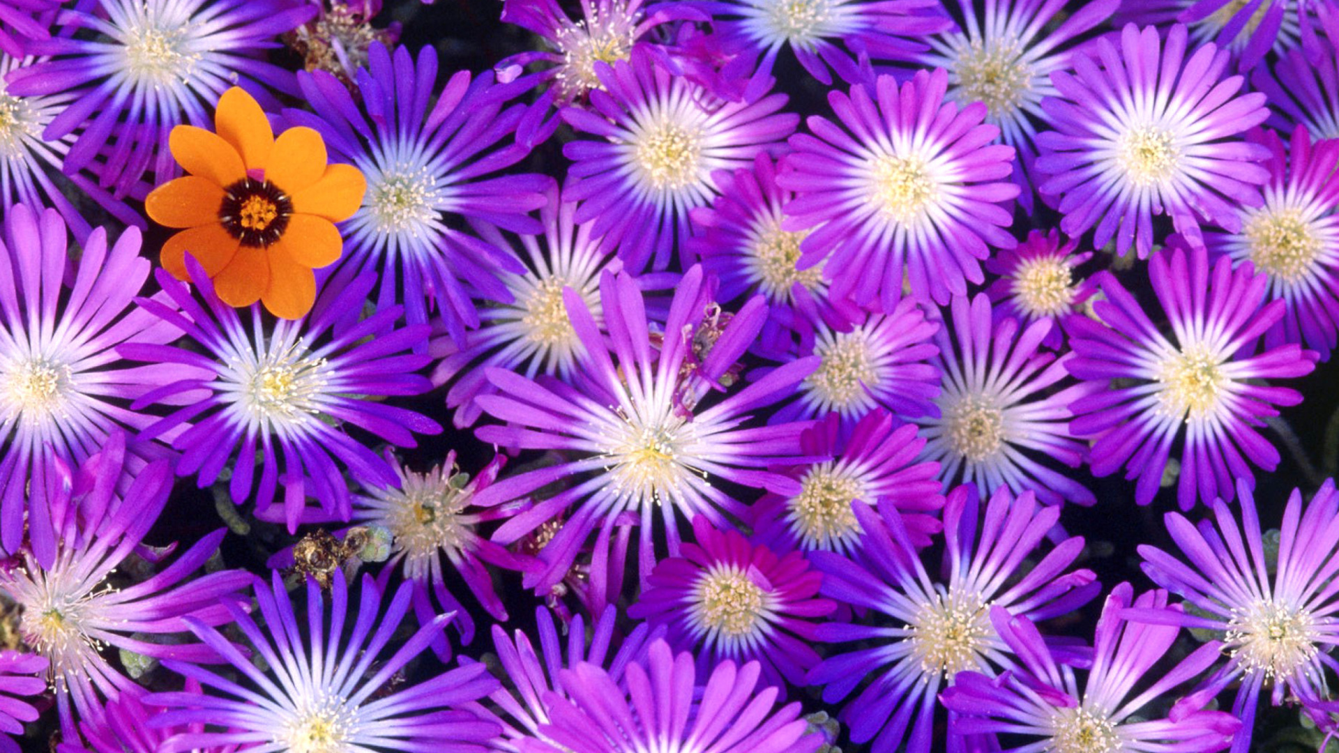 Purple Colour Flowers screenshot #1 1920x1080