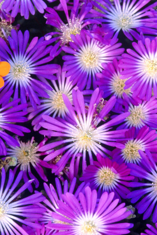 Das Purple Colour Flowers Wallpaper 320x480