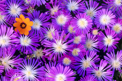 Обои Purple Colour Flowers 480x320