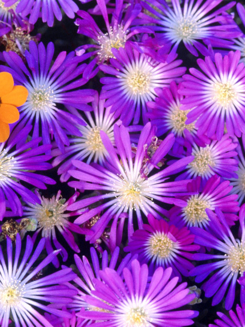 Das Purple Colour Flowers Wallpaper 480x640