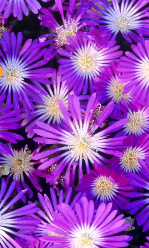 Screenshot №1 pro téma Purple Colour Flowers 480x800