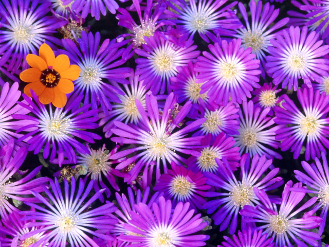 Das Purple Colour Flowers Wallpaper 640x480