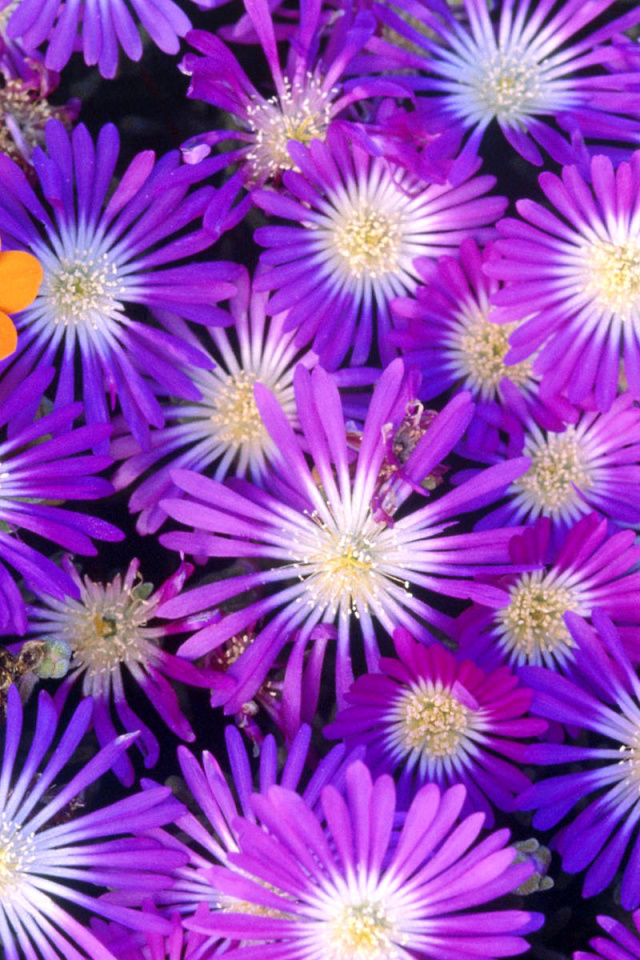 Purple Colour Flowers wallpaper 640x960