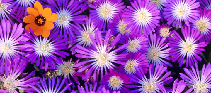 Das Purple Colour Flowers Wallpaper 720x320