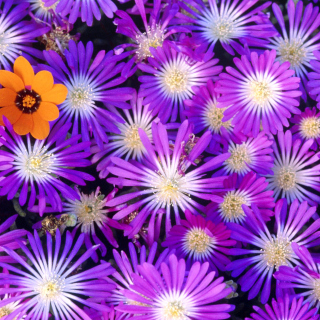 Purple Colour Flowers - Fondos de pantalla gratis para 1024x1024