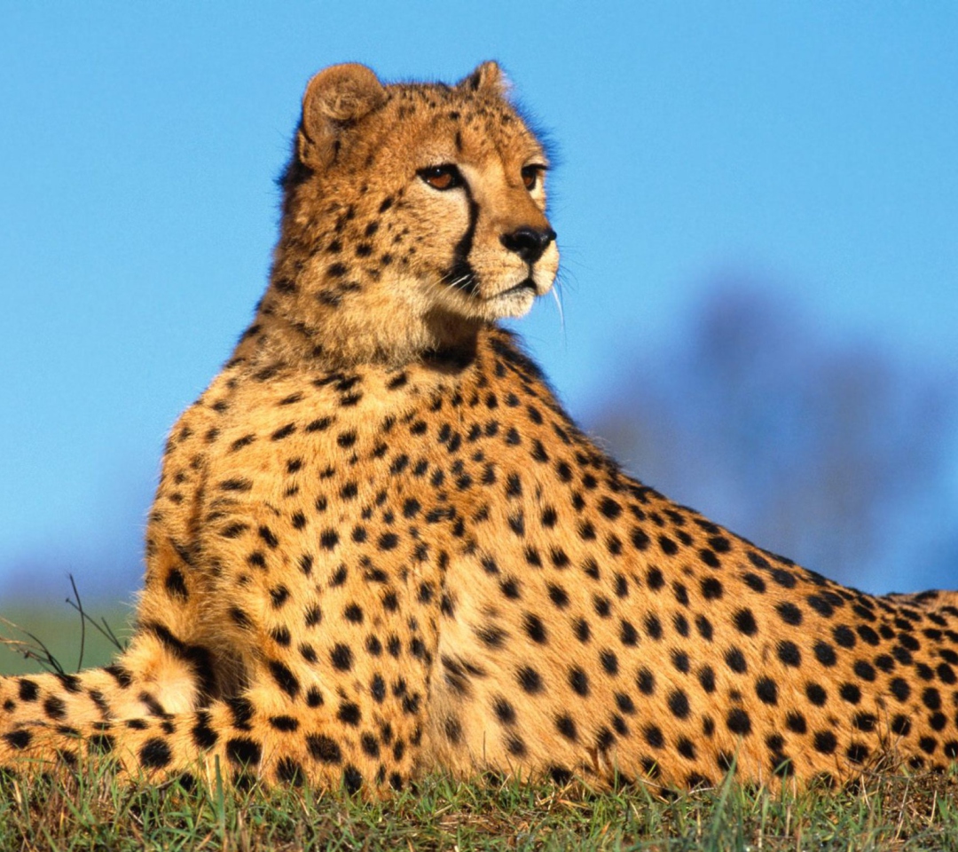 Das Fast Predator Cheetah Wallpaper 1080x960