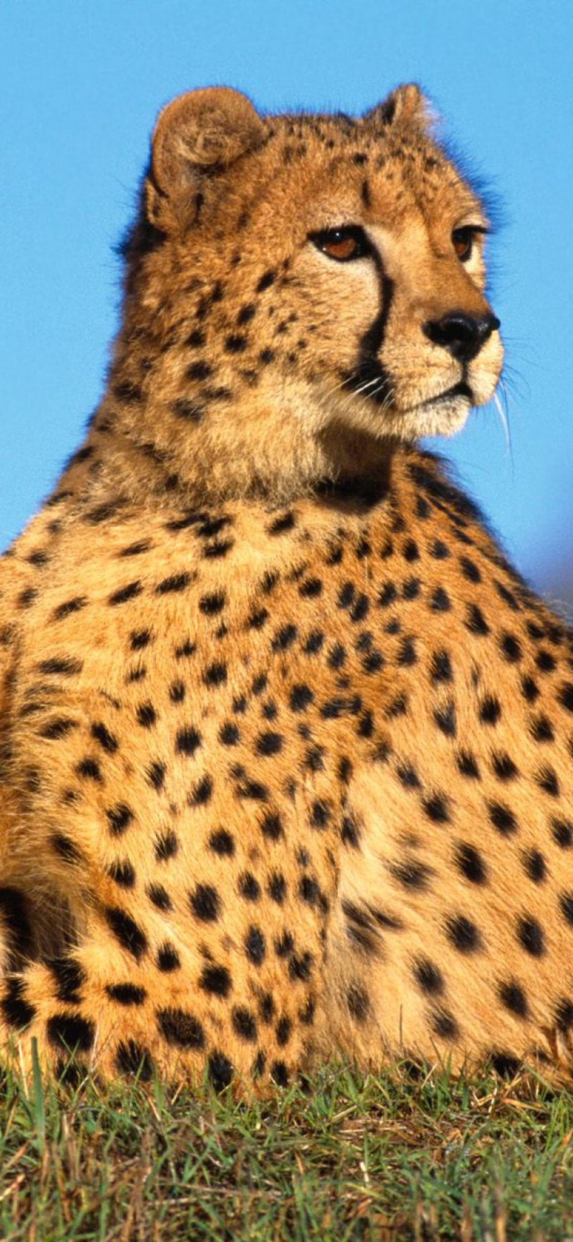 Fast Predator Cheetah wallpaper 1170x2532