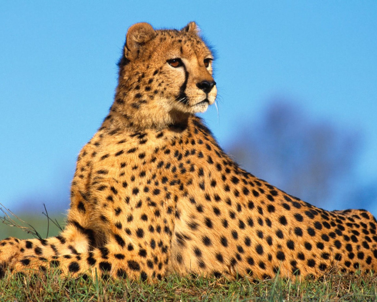 Fast Predator Cheetah wallpaper 1280x1024