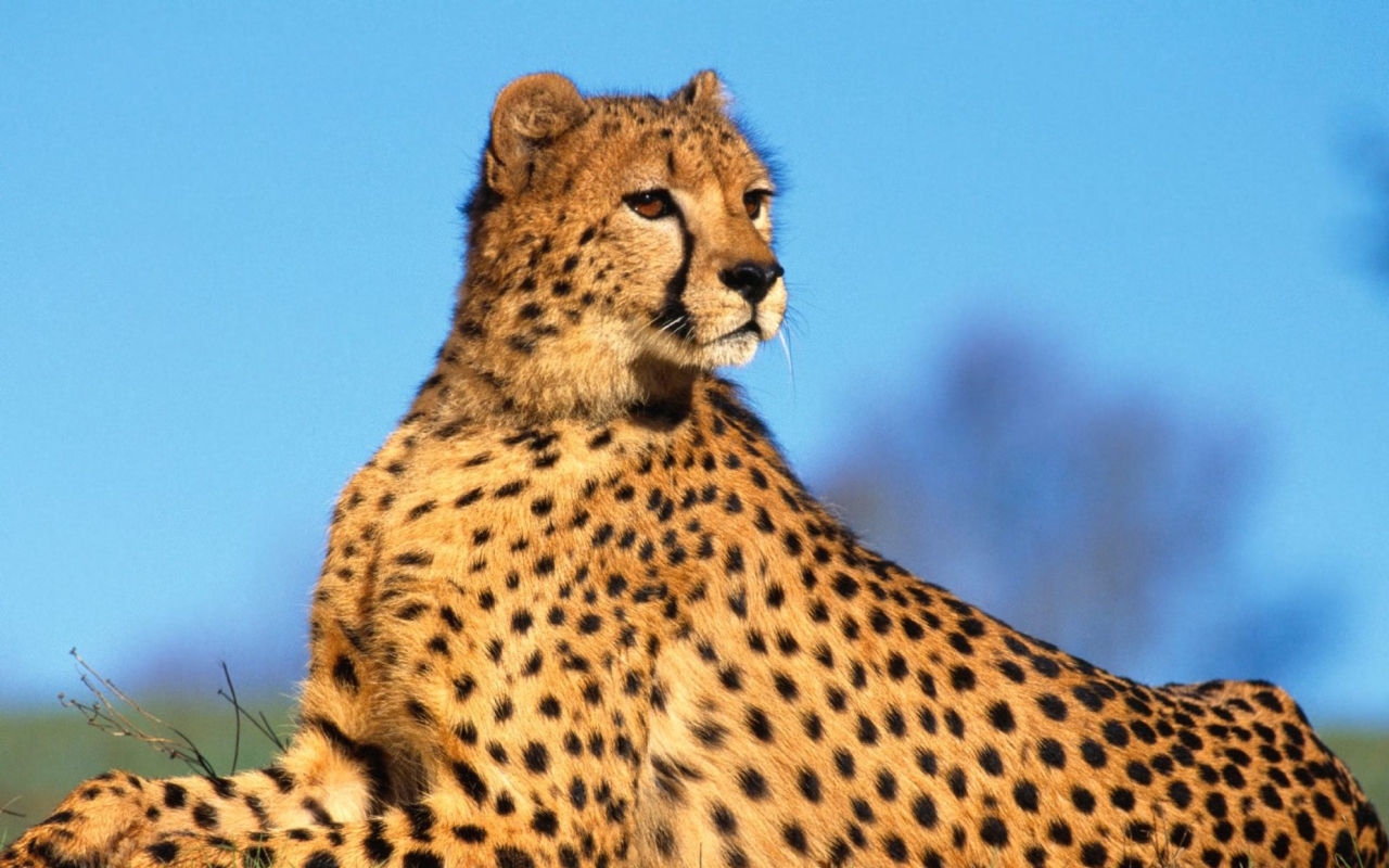 Das Fast Predator Cheetah Wallpaper 1280x800