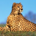 Das Fast Predator Cheetah Wallpaper 128x128
