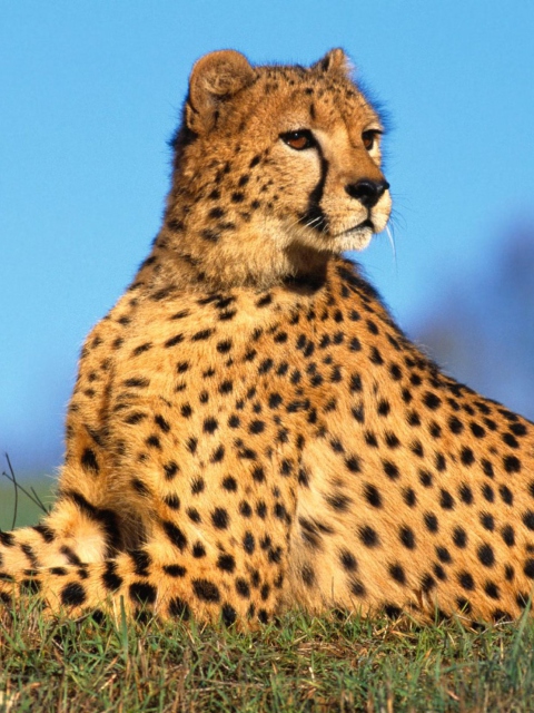 Обои Fast Predator Cheetah 480x640