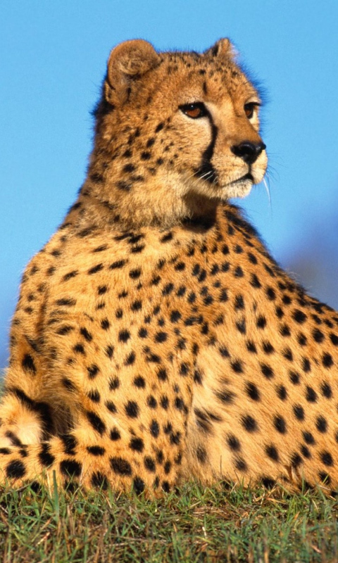 Das Fast Predator Cheetah Wallpaper 480x800