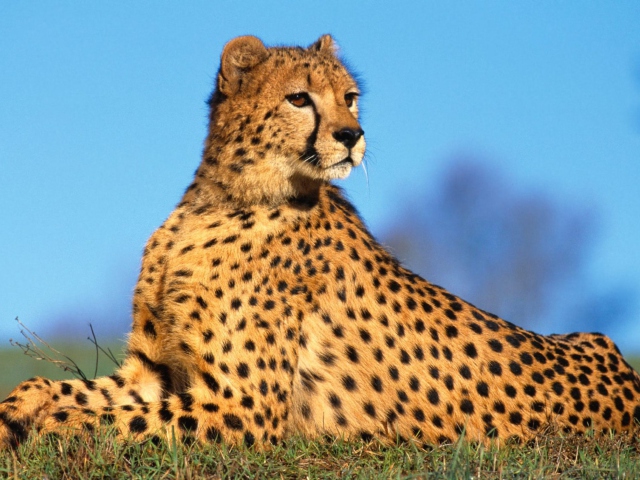 Das Fast Predator Cheetah Wallpaper 640x480