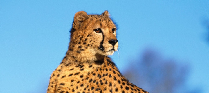 Fast Predator Cheetah wallpaper 720x320