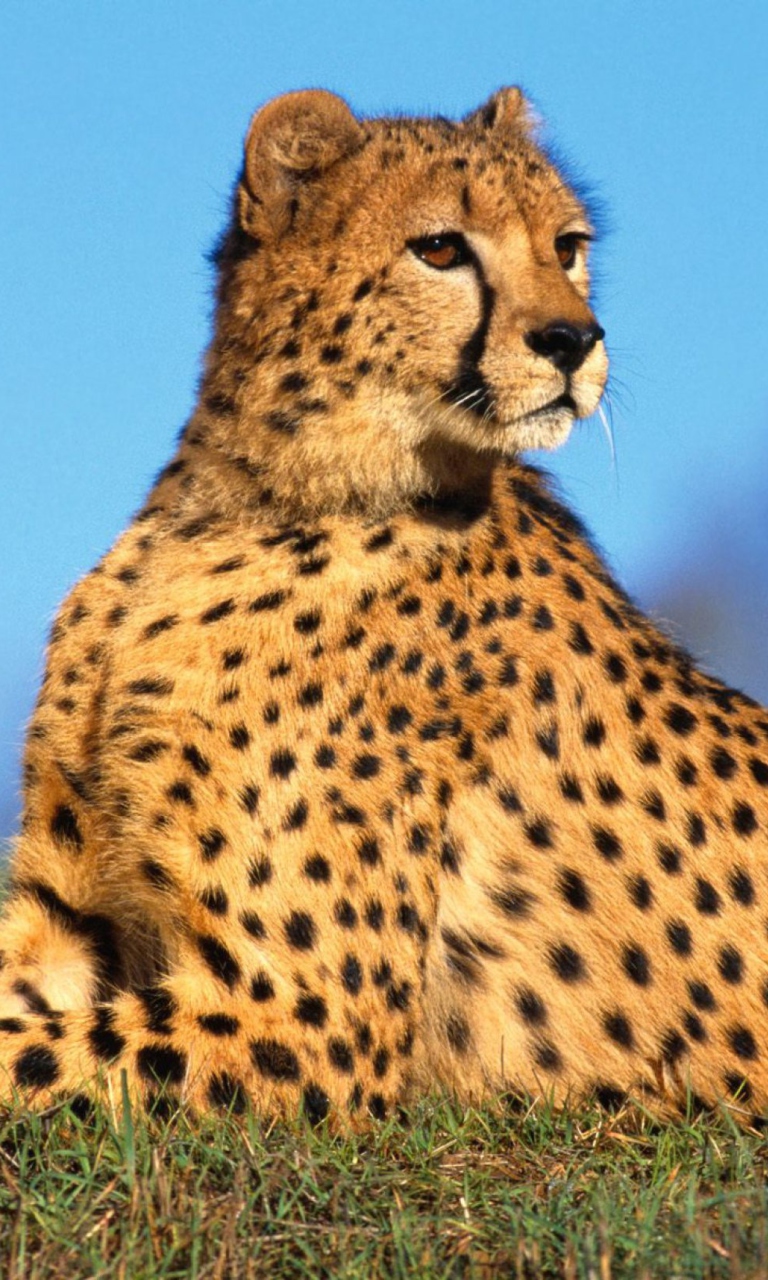 Das Fast Predator Cheetah Wallpaper 768x1280