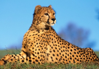 Fast Predator Cheetah Picture for Android, iPhone and iPad