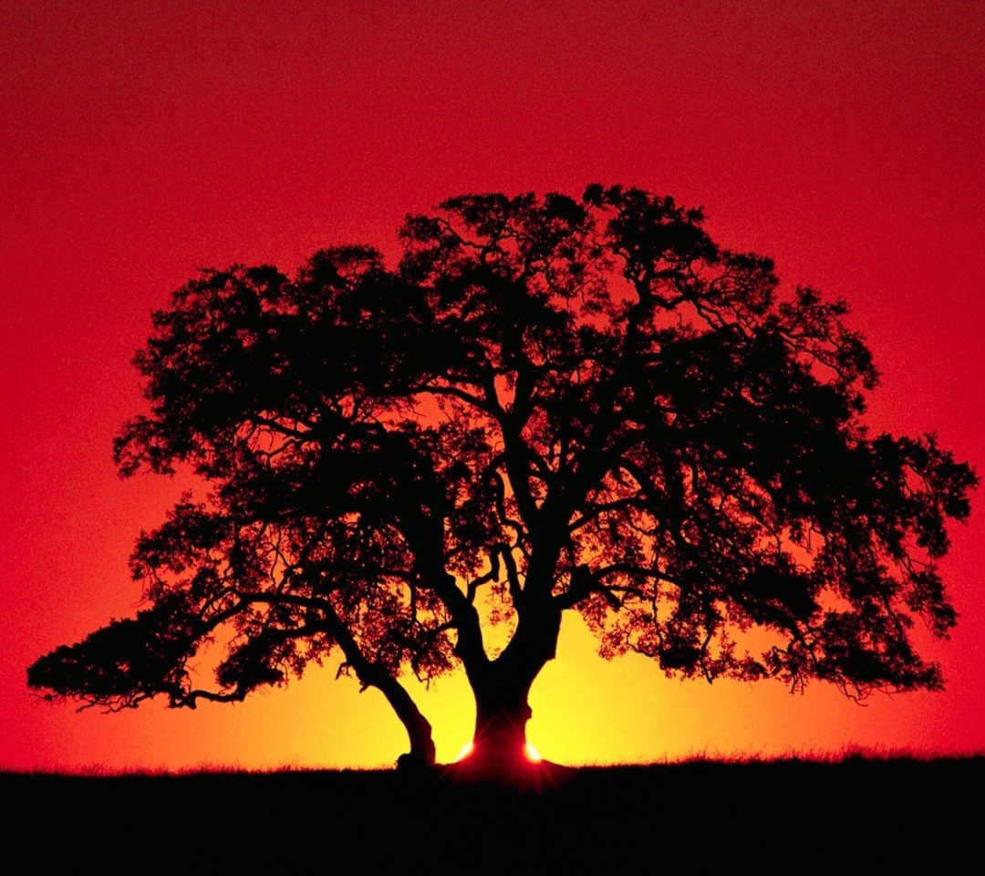 Das Kenya Savannah Sunset Wallpaper 1080x960