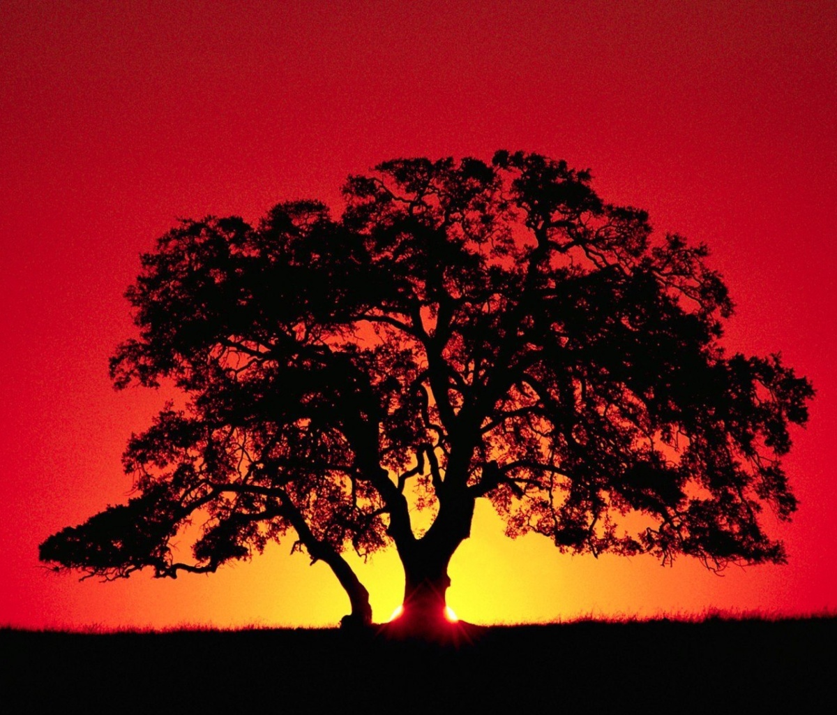 Sfondi Kenya Savannah Sunset 1200x1024
