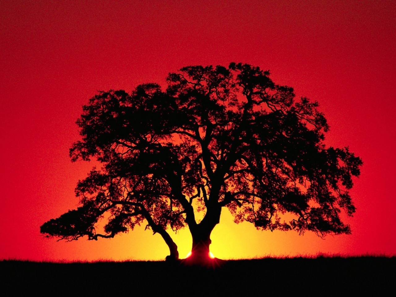 Das Kenya Savannah Sunset Wallpaper 1280x960