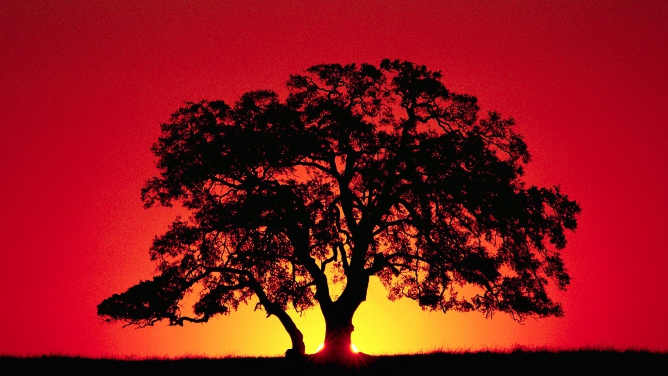 Обои Kenya Savannah Sunset 1366x768