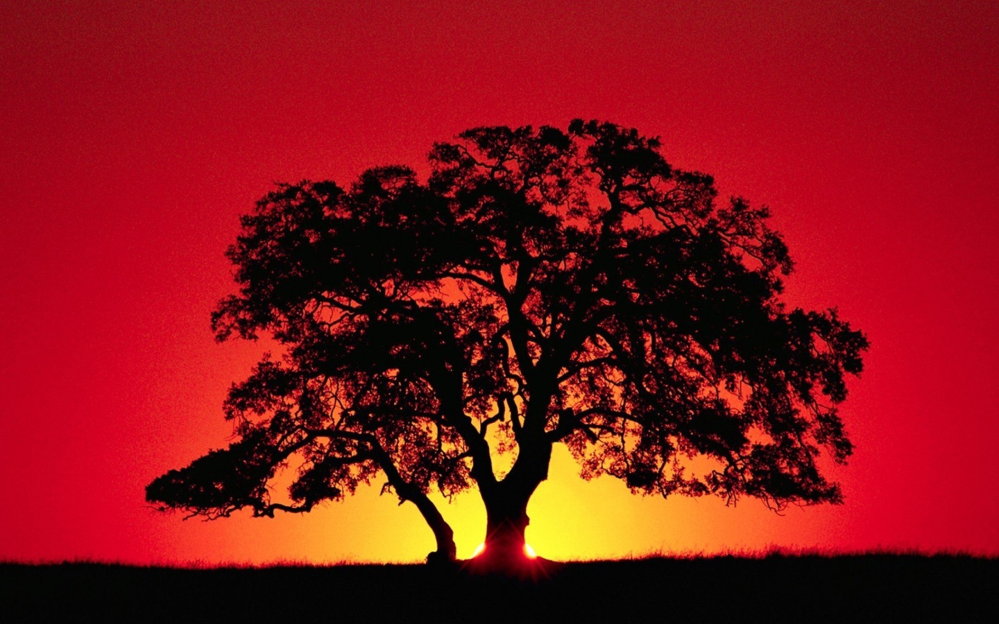 Обои Kenya Savannah Sunset 1440x900