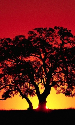 Das Kenya Savannah Sunset Wallpaper 240x400