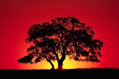 Обои Kenya Savannah Sunset 480x320
