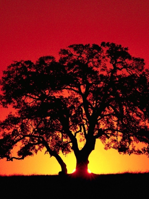 Kenya Savannah Sunset wallpaper 480x640