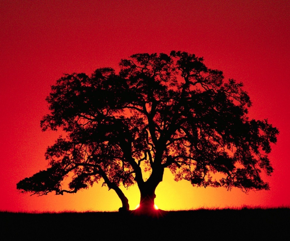 Das Kenya Savannah Sunset Wallpaper 960x800