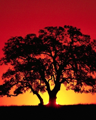 Kenya Savannah Sunset Picture for 240x320