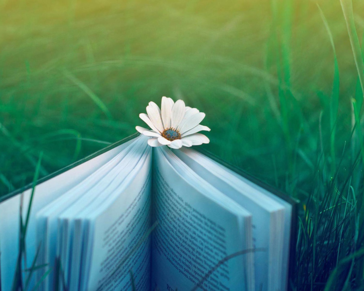 Flower And Book wallpaper 1280x1024