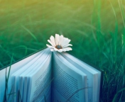 Flower And Book wallpaper 176x144