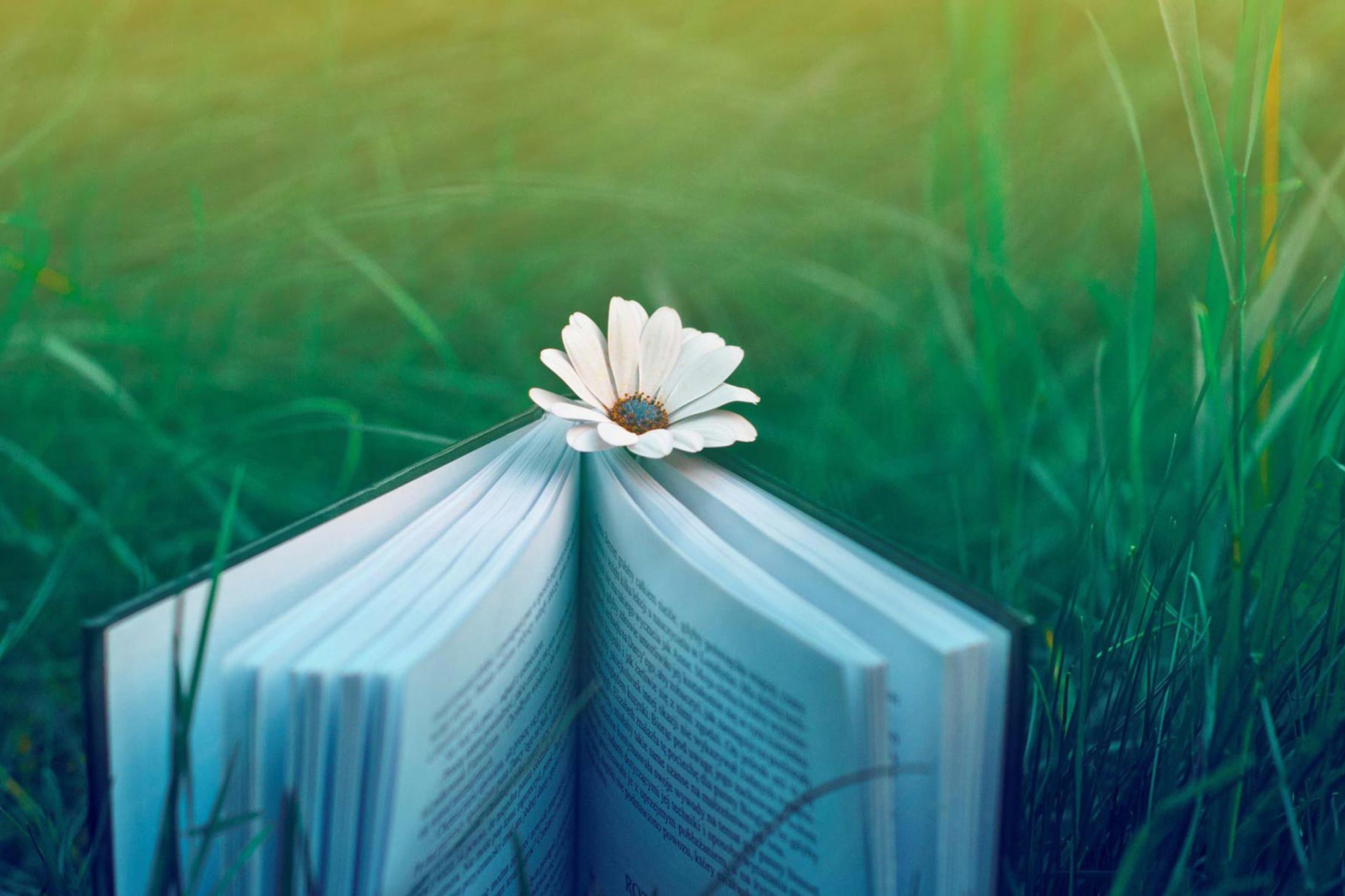 Flower And Book screenshot #1 2880x1920