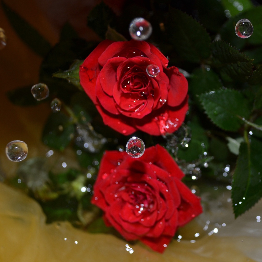 Sfondi Drops on roses 1024x1024
