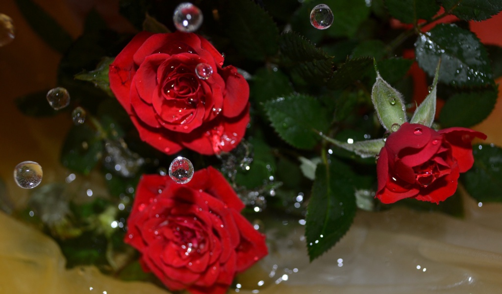Drops on roses wallpaper 1024x600
