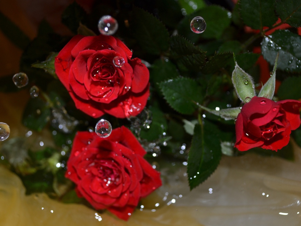Sfondi Drops on roses 1024x768