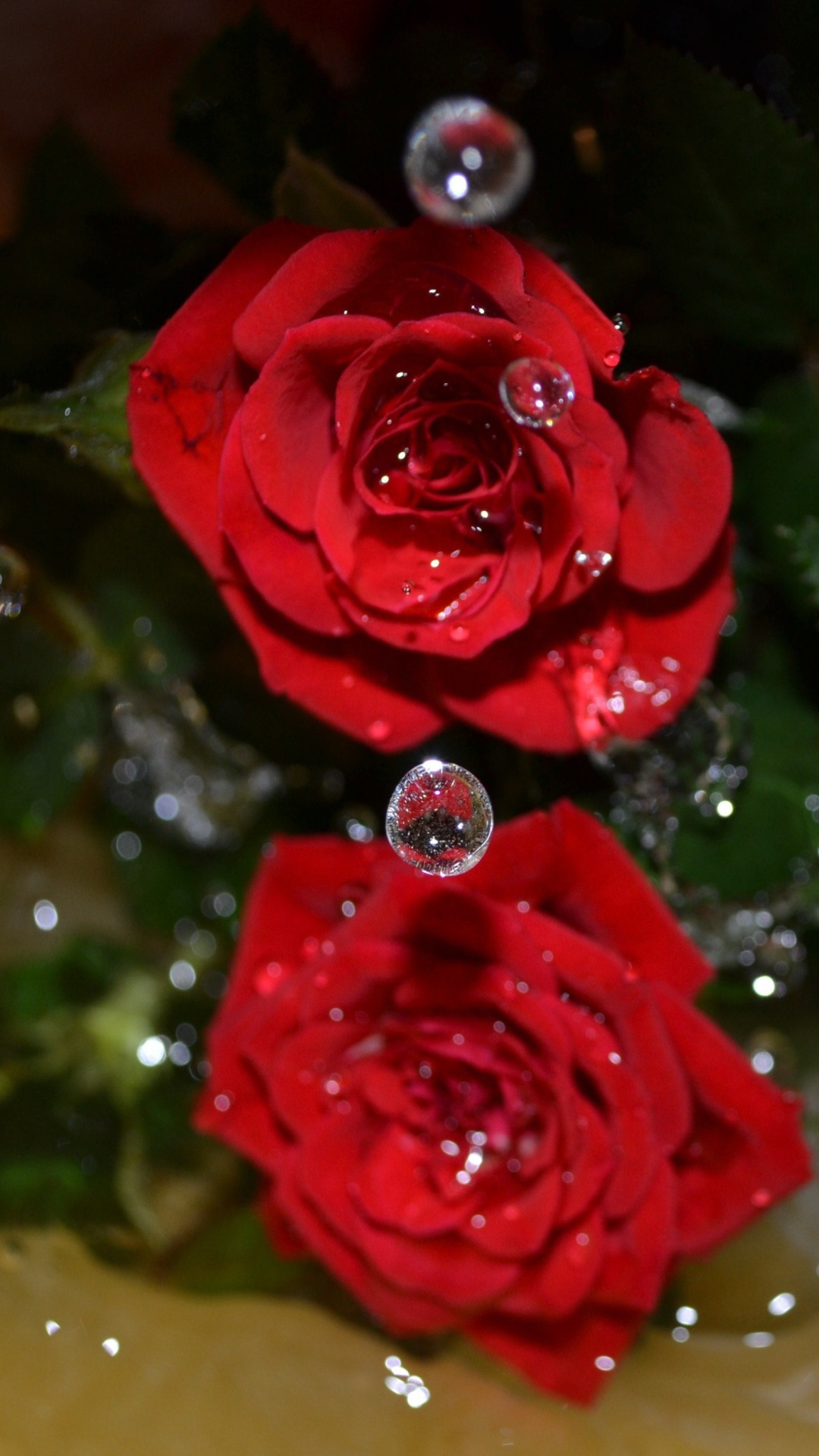 Drops on roses wallpaper 1080x1920