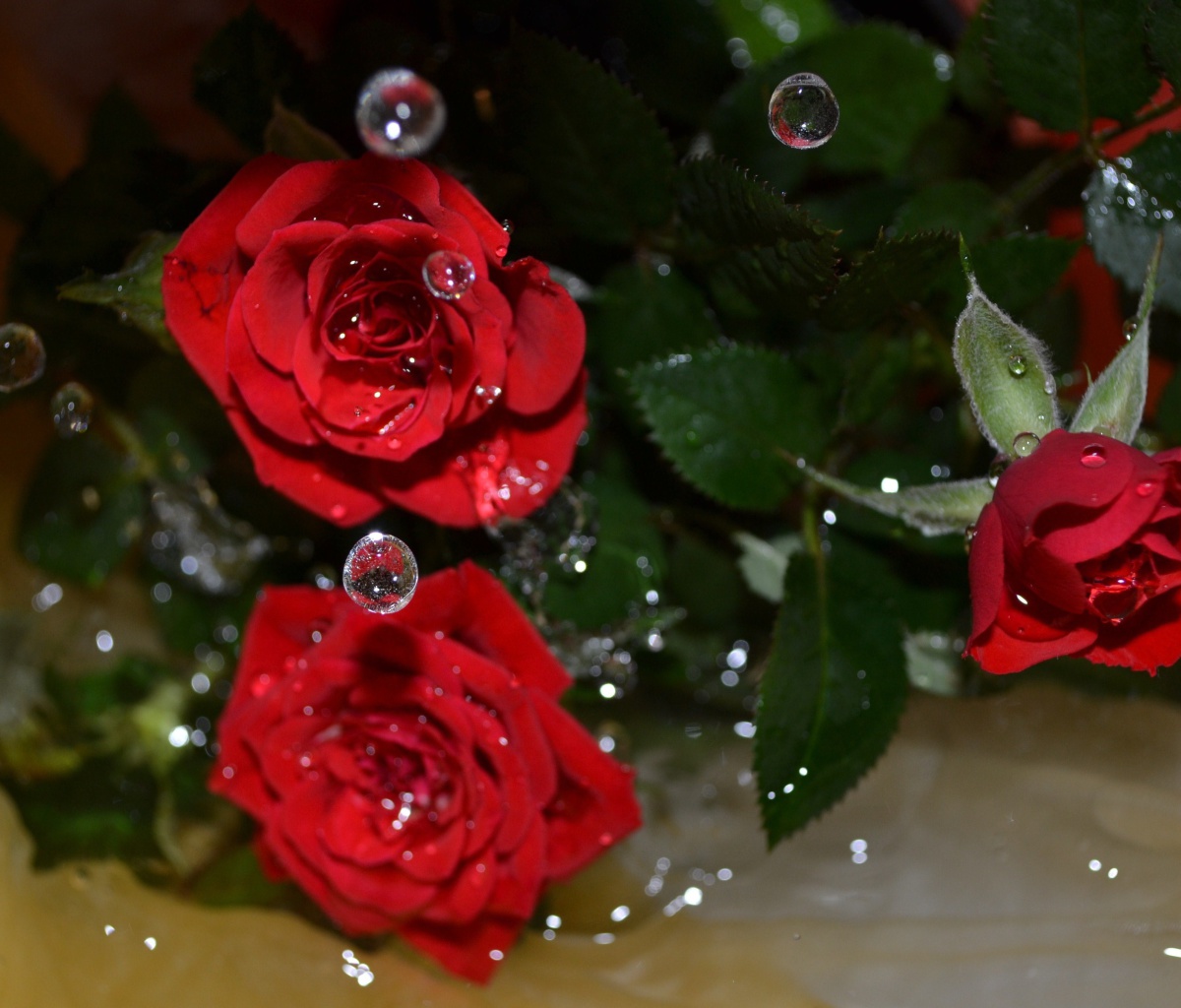 Обои Drops on roses 1200x1024