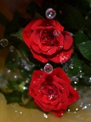 Drops on roses wallpaper 132x176