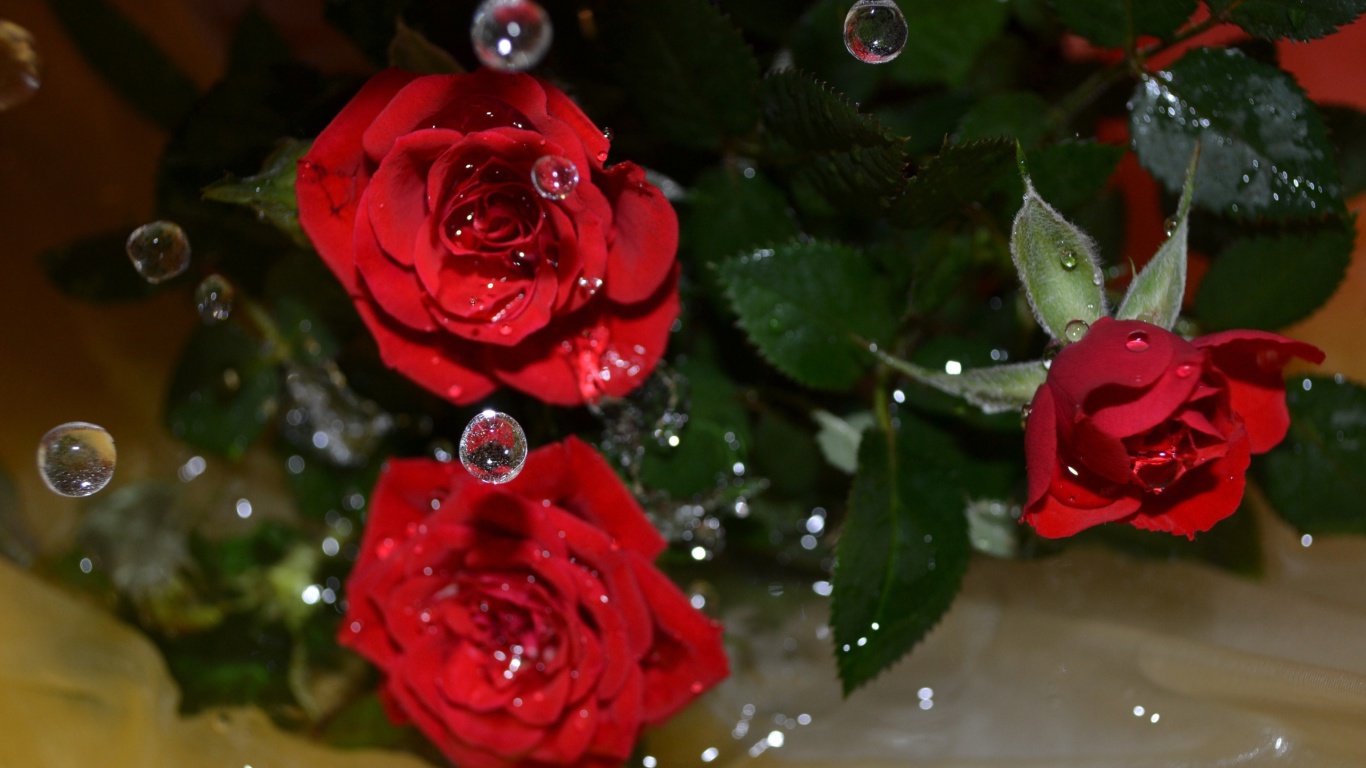 Drops on roses wallpaper 1366x768
