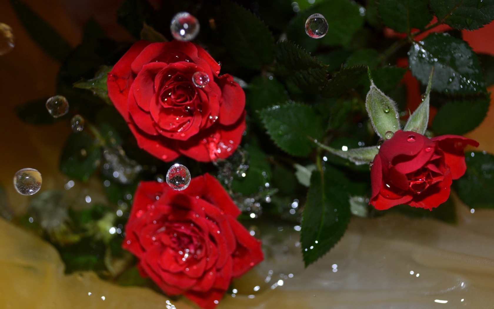 Drops on roses wallpaper 1680x1050