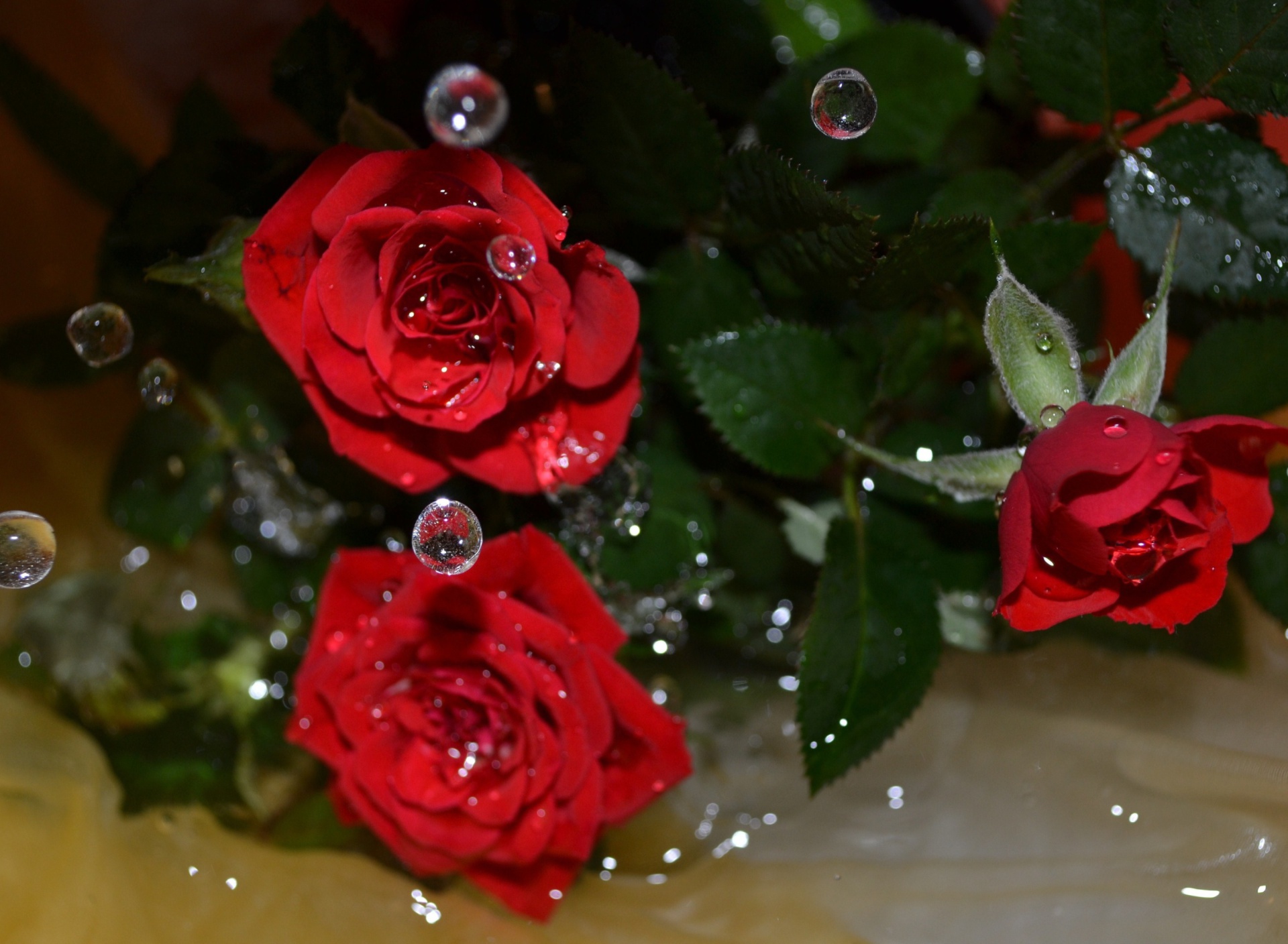 Обои Drops on roses 1920x1408