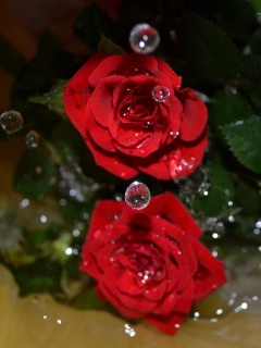 Обои Drops on roses 240x320