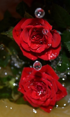 Fondo de pantalla Drops on roses 240x400