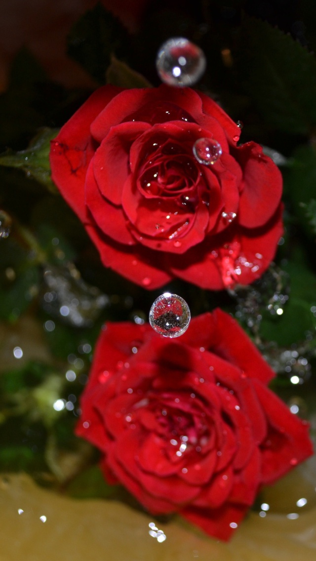 Drops on roses wallpaper 640x1136