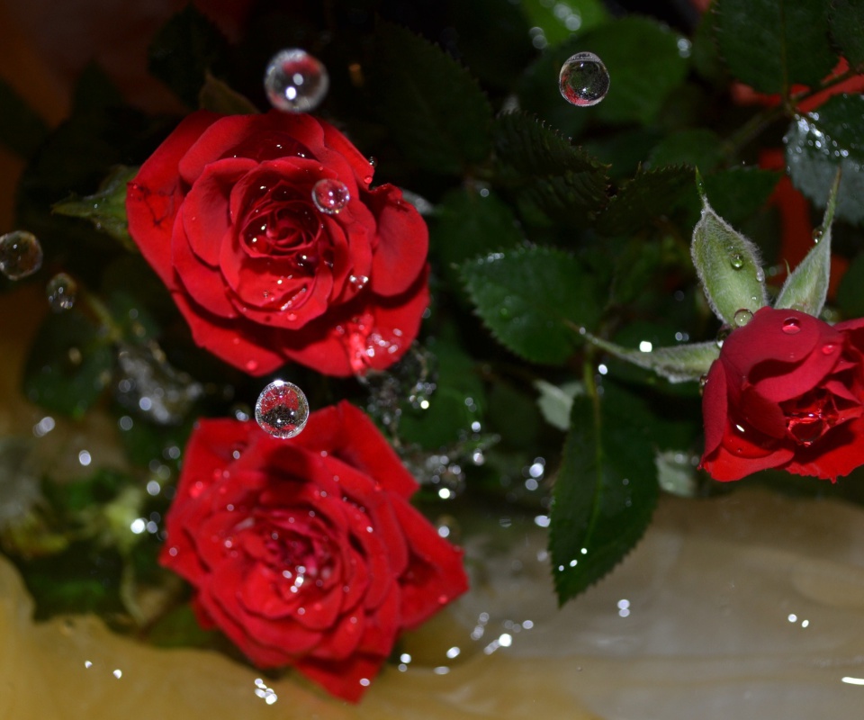 Drops on roses wallpaper 960x800